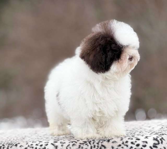 Собаки в Санкт-Петербурге: Мальтипу девочка от Китайских родителей Девочка, 200 000 руб. - фото 9