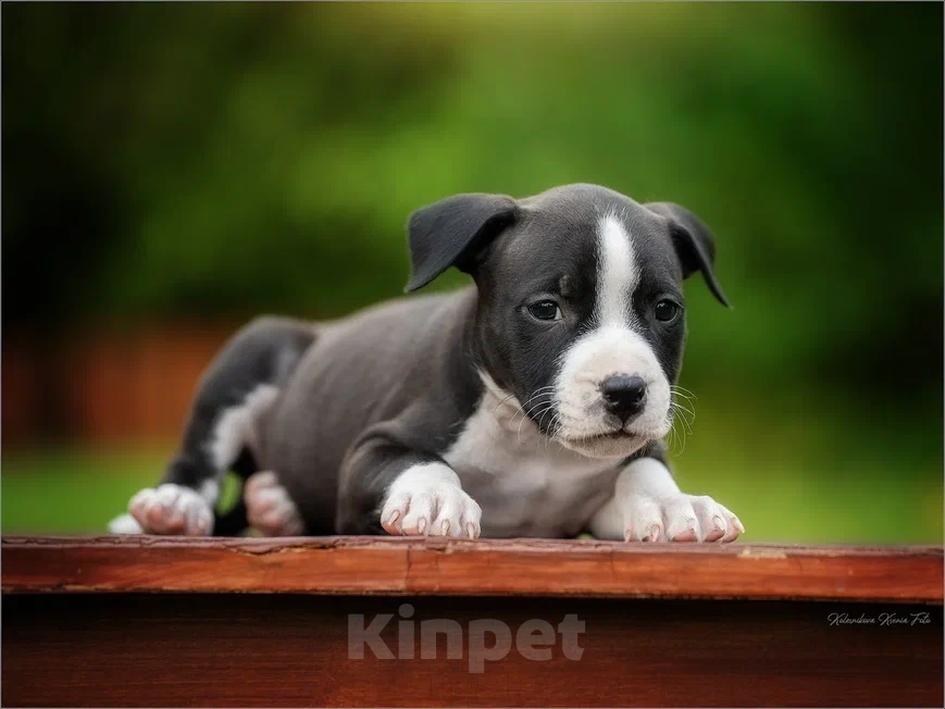 Собаки в Самаре: Породные щенки АСТ из питомника Девочка, 30 000 руб. - фото 4