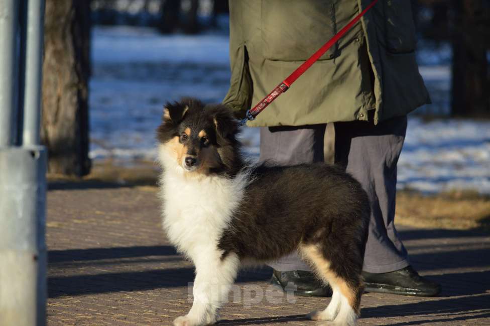 Собаки в Челябинске: Колли триколорного окраса Девочка, Бесплатно - фото 3