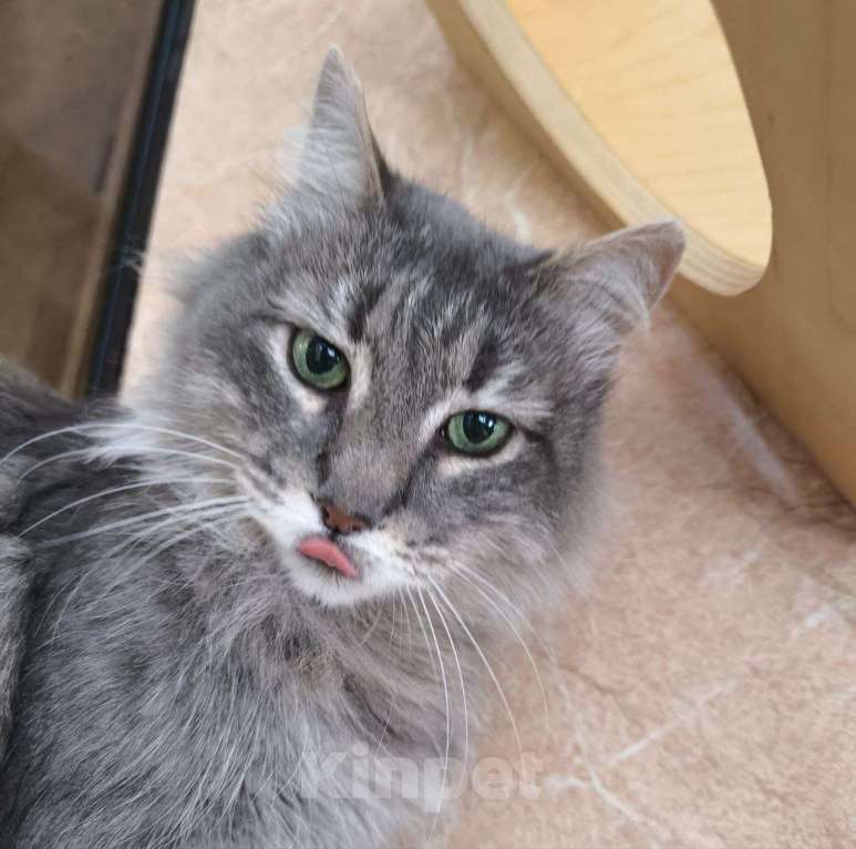 Кошки в Москве: Кошечка Пушинка в добрые руки Девочка, Бесплатно - фото 2