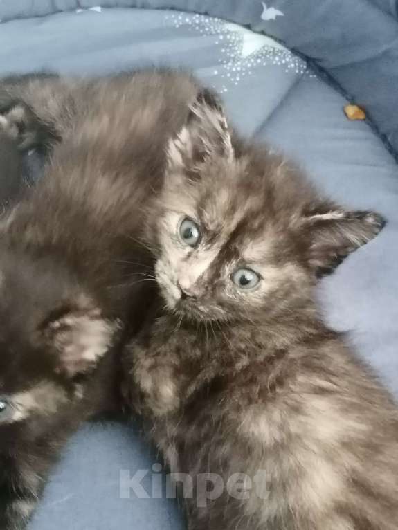 Кошки в Красноярске: Лапочка девочка Девочка, 1 руб. - фото 5