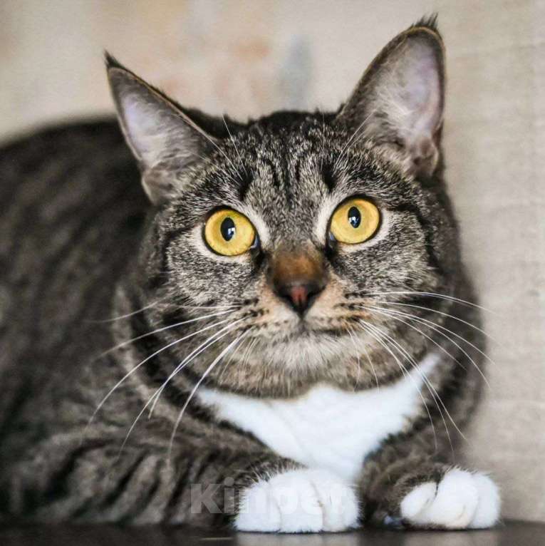 Кошки в Москве: Кики не выживет на улице... Девочка, Бесплатно - фото 2