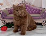 Кошки в Санкт-Петербурге: Британский котик эксклюзивного окраса циннамон Мальчик, 45 000 руб. - фото 1