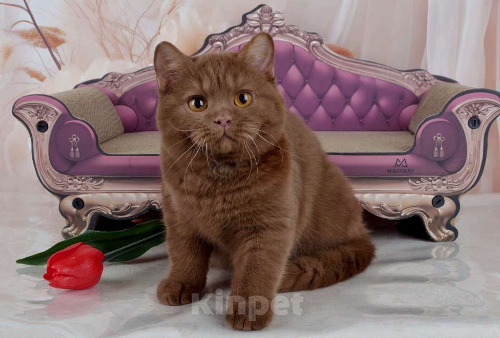 Кошки в Санкт-Петербурге: Британский котик эксклюзивного окраса циннамон Мальчик, 45 000 руб. - фото 1