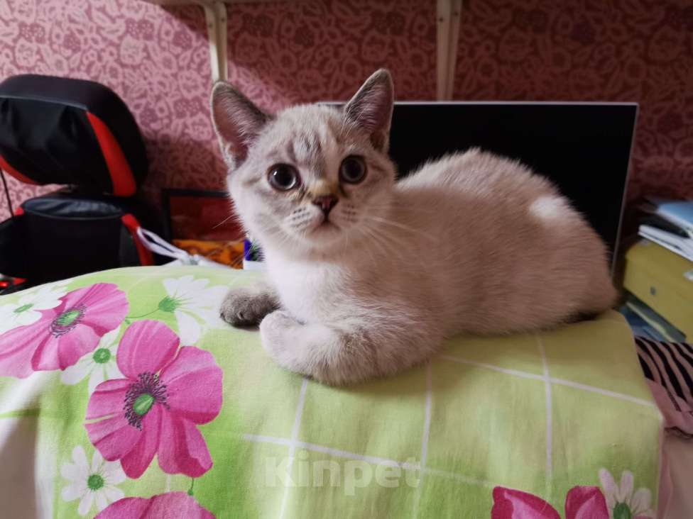 Кошки в Москве: Британские котята  Девочка, 10 000 руб. - фото 2