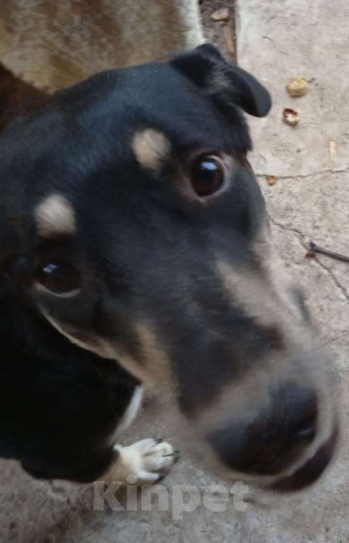 Собаки в Волжском: Кабель Мальчик, Бесплатно - фото 3