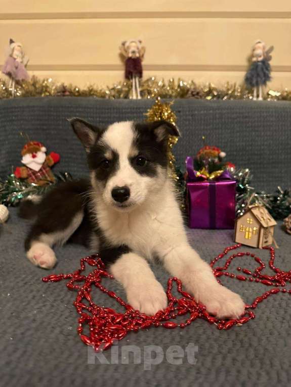 Собаки в Лосином-Петровском: Дейв якутенок лайка Мальчик, Бесплатно - фото 7