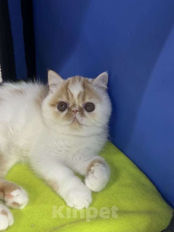 Кошки в Москве: Красотка Девочка, Бесплатно - фото 4