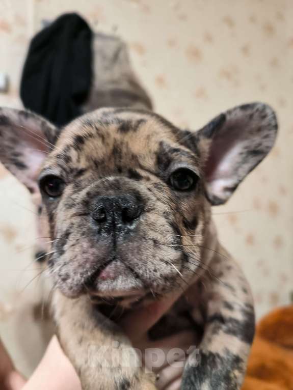 Собаки в других городах Московской области: Французский бульдог  Девочка, 65 000 руб. - фото 2