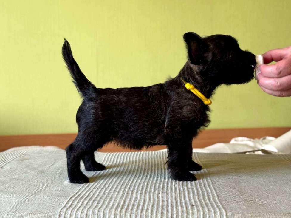 Собаки в Москве: Щенки керн-терьера Девочка, 100 000 руб. - фото 2