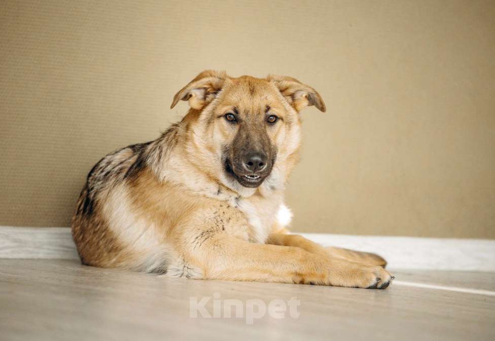 Собаки в Москве: Щенок бесплатно в Москве Мальчик, Бесплатно - фото 8