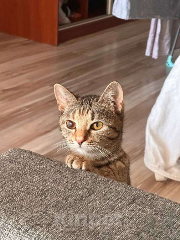 Кошки в Санкт-Петербурге: Кошечка с изюминкой Девочка, Бесплатно - фото 5