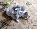 Кошки в Казани: Отдам котят от домашней кошки  Девочка, Бесплатно - фото 4