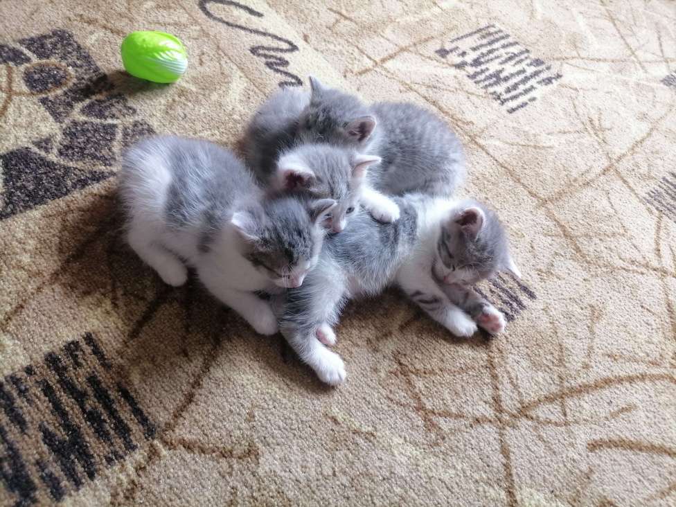 Кошки в Казани: Отдам котят от домашней кошки  Девочка, Бесплатно - фото 4