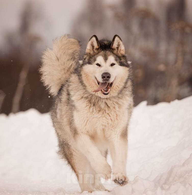 Собаки в Москве: Маламут Аякс в добрые руки Мальчик, 1 руб. - фото 6