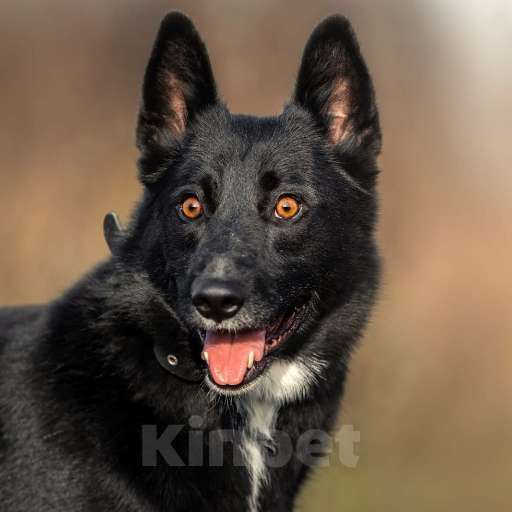 Собаки в Москве: Сева ищет семью Мальчик, Бесплатно - фото 4