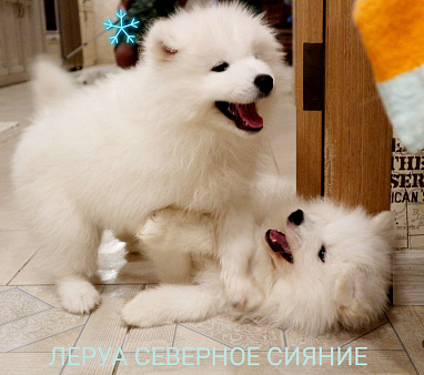Щенки Самоедской  Собаки