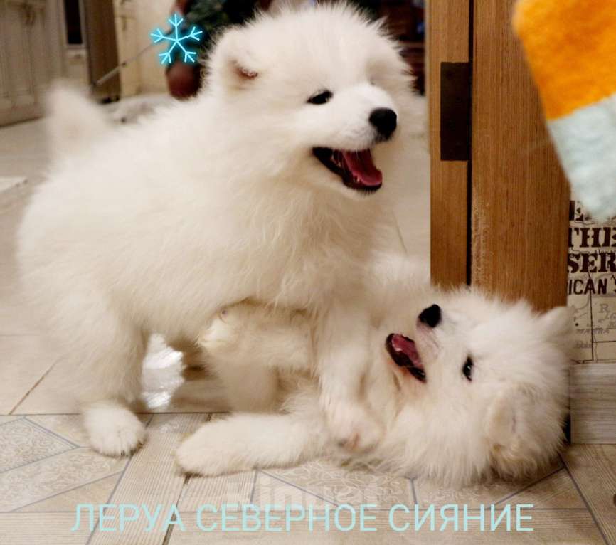 Собаки в Череповце: Щенки Самоедской  Собаки Девочка, 70 000 руб. - фото 1