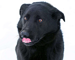 Собаки в Люберцах: Ищет дом активный Блэкки Мальчик, Бесплатно - фото 3