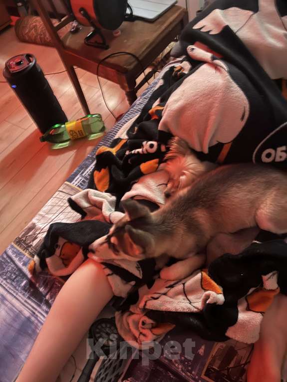 Собаки в Краснодаре: Продаю хаски щенок Девочка, 30 000 руб. - фото 2