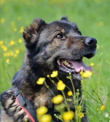 Собаки в Москве: Джек Мальчик, Бесплатно - фото 4