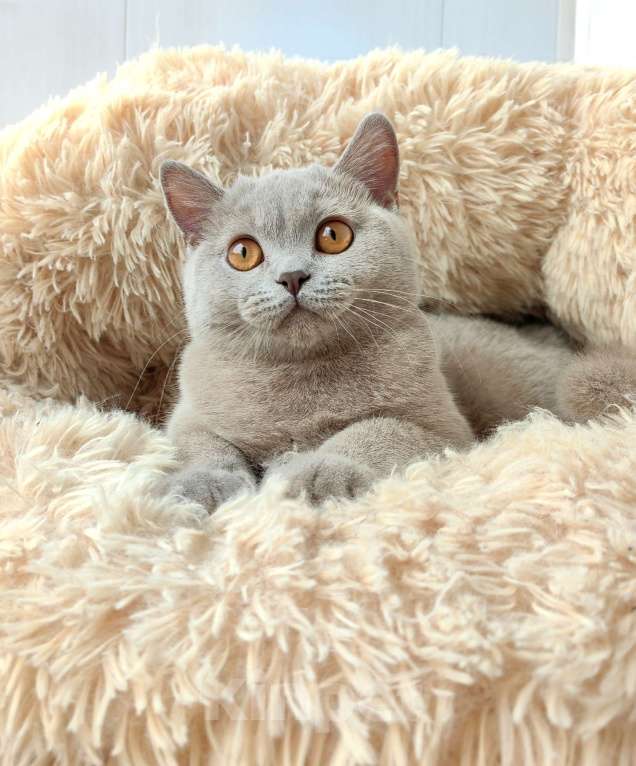 Кошки в Санкт-Петербурге: Британская кошечка Девочка, 30 000 руб. - фото 7