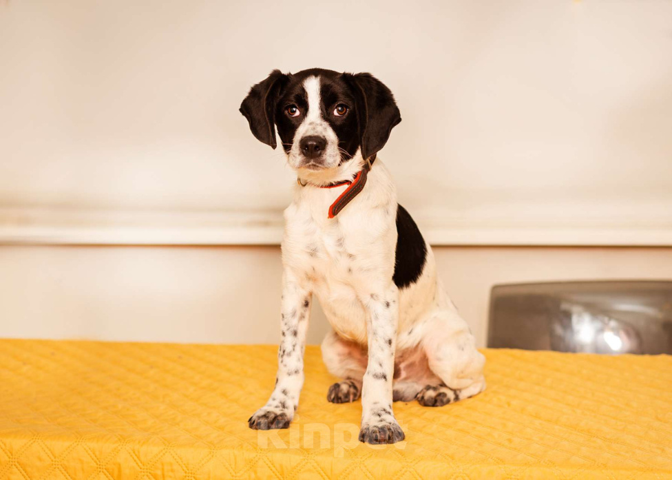 Собаки в Москве: Щенок маленькой собаки Мальчик, Бесплатно - фото 1