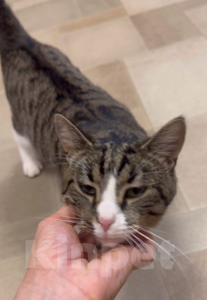 Кошки в Санкт-Петербурге: Молодой ласковый шпротик в добрые руки Мальчик, Бесплатно - фото 1