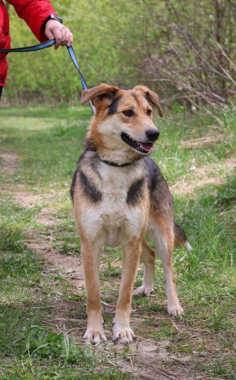 Собаки в Москве: Барни нужен дом  Мальчик, Бесплатно - фото 4