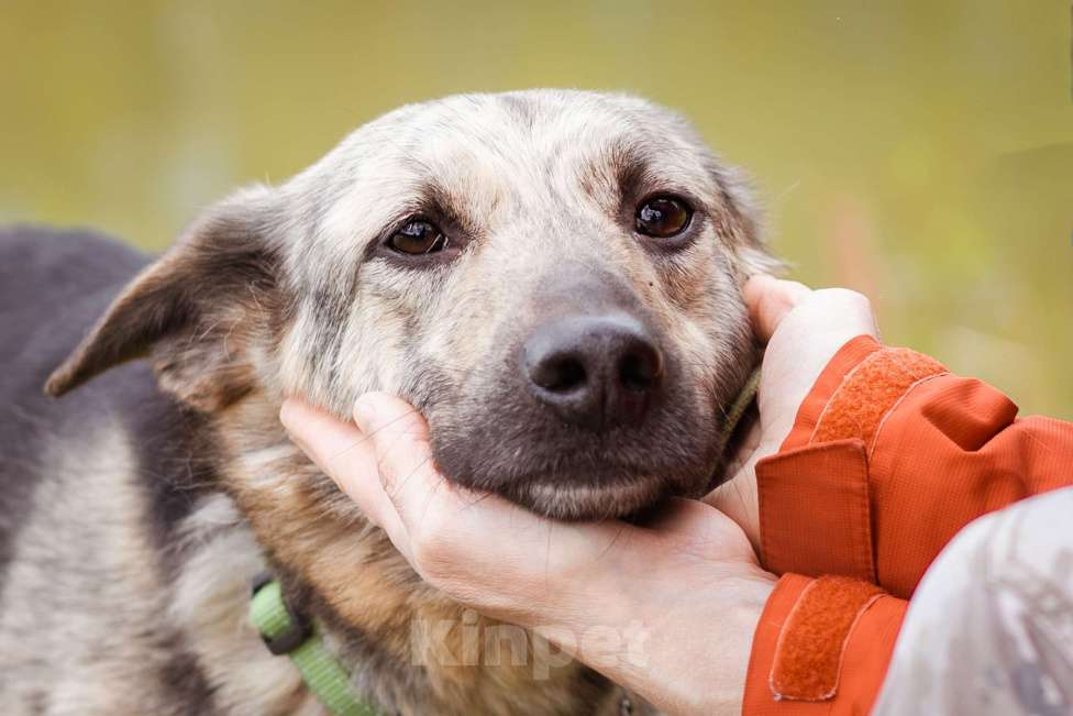 Собаки в Москве: Собака из приюта в добрые руки Мальчик, Бесплатно - фото 8
