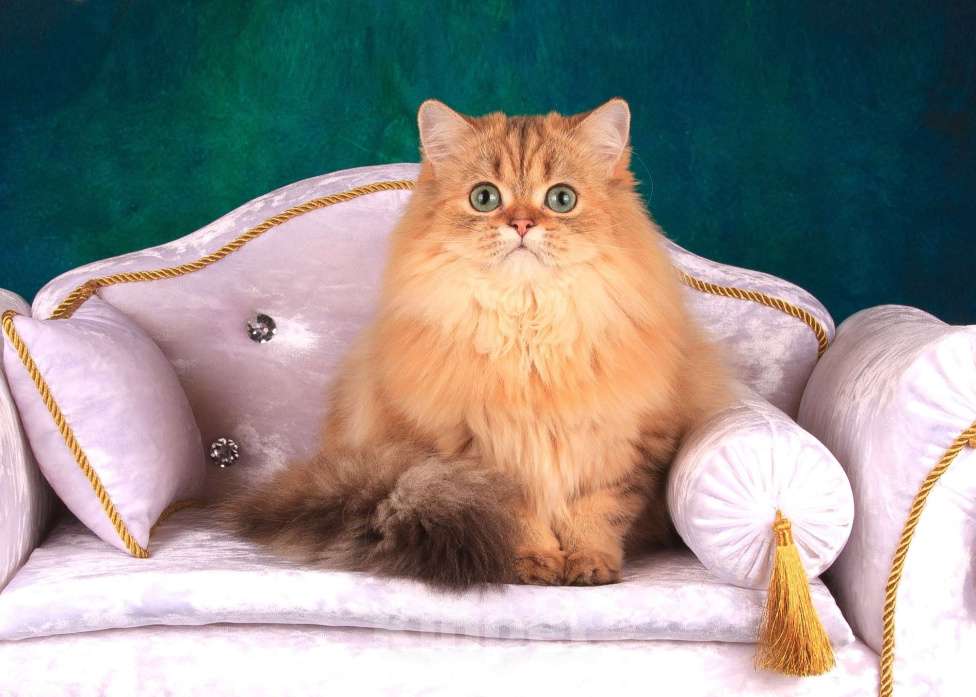 Кошки в Санкт-Петербурге: Шикарная халенд страйт Девочка, 5 000 руб. - фото 6