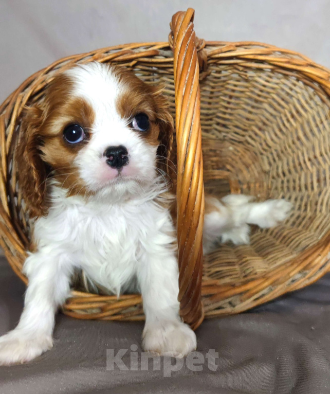 Собаки в Санкт-Петербурге: Миниатюргая девочка кавалер Кинг Чарльз спаниель  Девочка, Бесплатно - фото 2