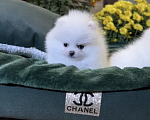 Собаки в Москве: Померанские щенки шпица SUPER VIP mini (мишка) Девочка, 35 000 руб. - фото 4