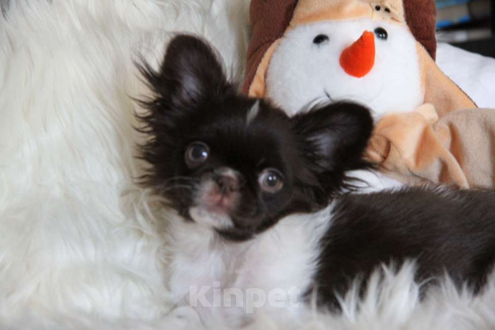 Собаки в Москве: Эксклюзивный мальчик  Мальчик, Бесплатно - фото 7