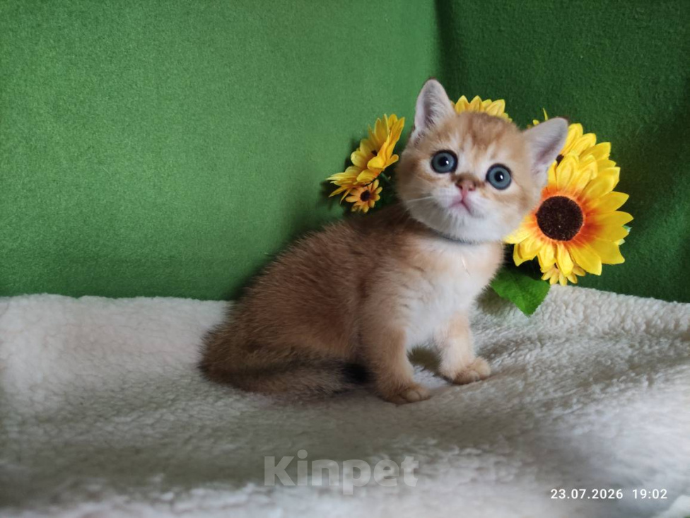 Кошки в Москве: Котик Kuzya скоттиш страйт в золотом окрасе ny11 Мальчик, Бесплатно - фото 1