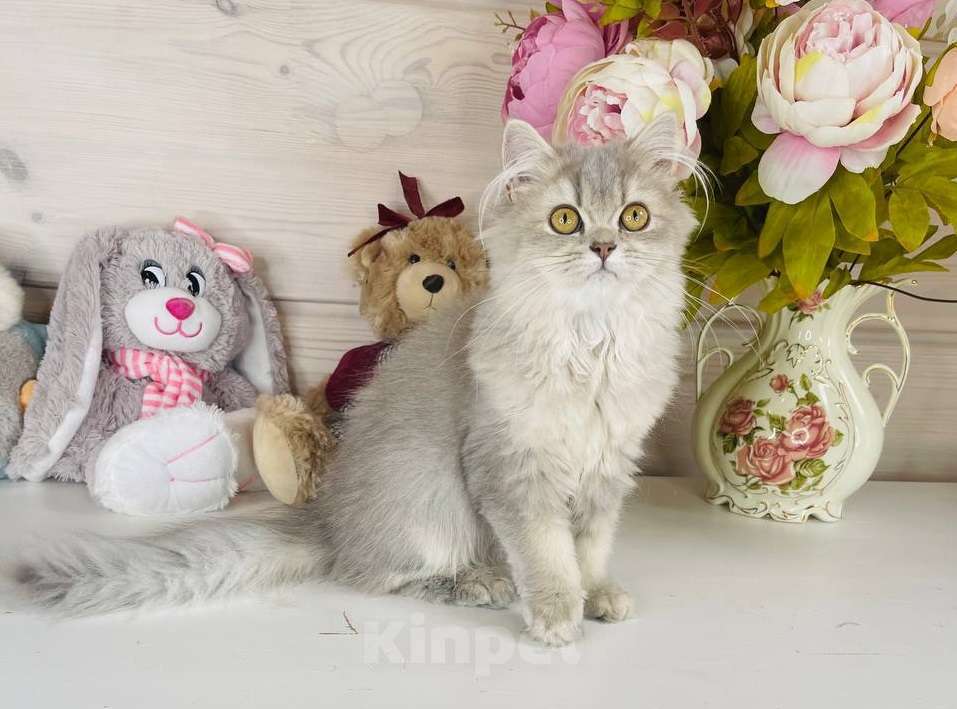 Кошки в других городах Ленинградской области: Британские длинношерстные кошечки Девочка, 35 000 руб. - фото 1