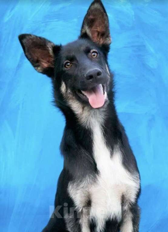 Собаки в Москве: Щенок овчарки Волчок в добрые руки Девочка, Бесплатно - фото 4