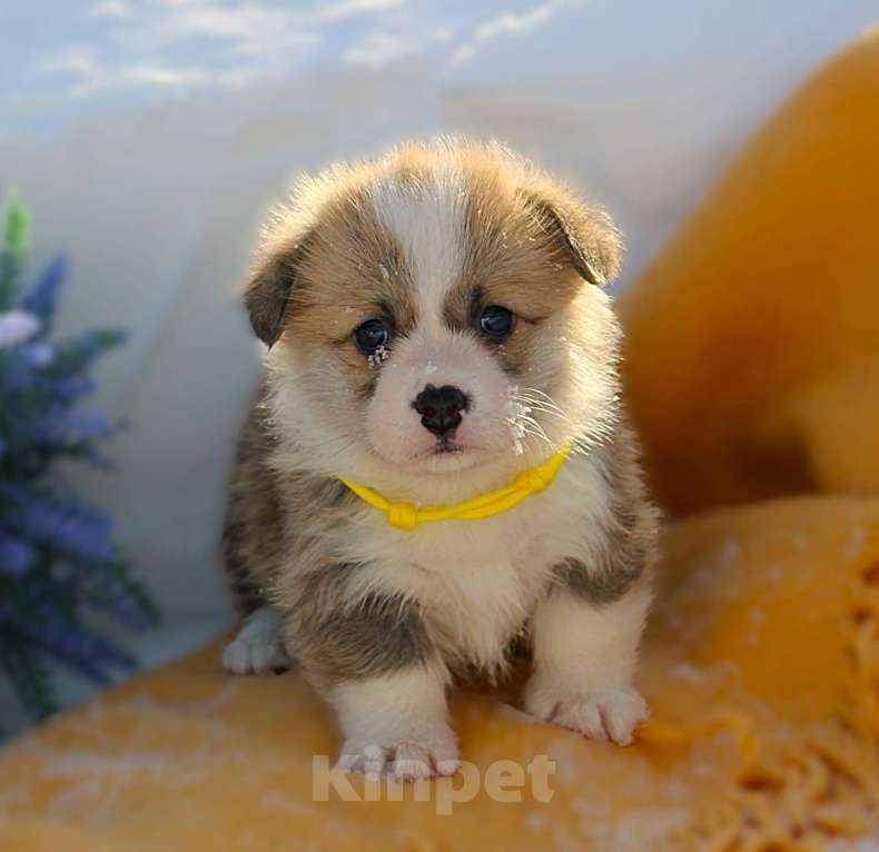 Собаки в других городах Московской области: Щенок кобель вельш корги пемброк Мальчик, 65 000 руб. - фото 2
