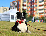 Собаки в Санкт-Петербурге: Прекрасный пёс в поисках семьи, Бесплатно - фото 4