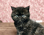 Кошки в Ливны: Котята-Экзоты, 35 000 руб. - фото 2