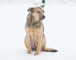 Собаки в Москве: Бесхитростная собака. Мася Девочка, Бесплатно - фото 2