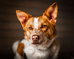 Собаки в Москве: Бордер-колли Плуто в дар Мальчик, Бесплатно - фото 1