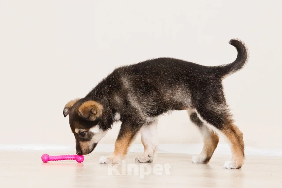 Собаки в Лосином-Петровском: Мокко в добрые руки Мальчик, Бесплатно - фото 9