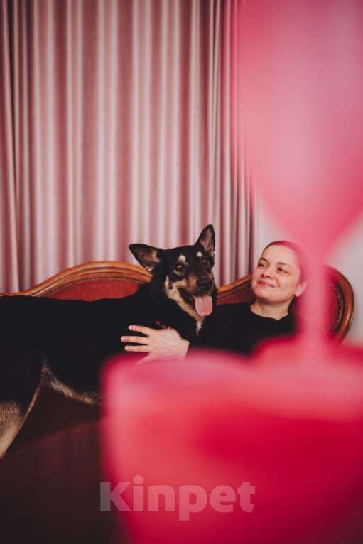 Собаки в Москве: Невероятная Нуара ищет дом Девочка, Бесплатно - фото 6