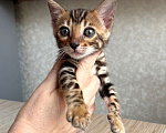 Кошки в Москве: Клубные бенгальские котята-девочка Девочка, 70 000 руб. - фото 3