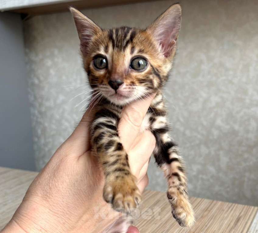 Кошки в Москве: Клубные бенгальские котята-девочка Девочка, 70 000 руб. - фото 3