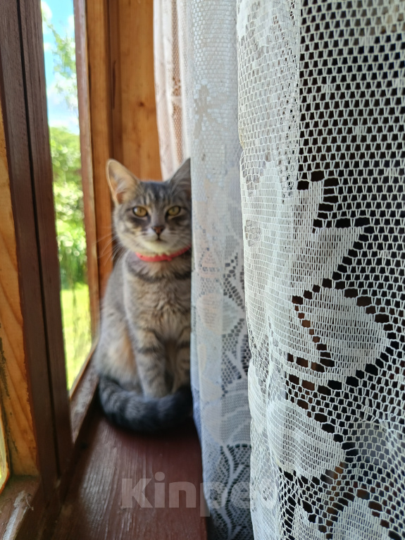 Кошки в Наро-Фоминске: Котёнок в добрые руки Девочка, Бесплатно - фото 2