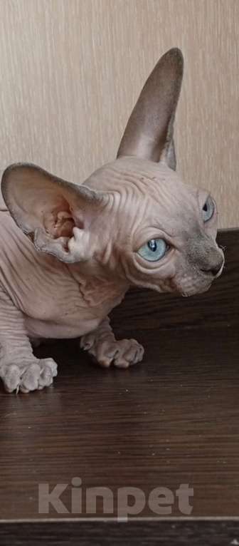 Кошки в Пушкино: Котята канадского сфинкса Мальчик, Бесплатно - фото 2