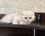 Кошки в Бердске: Продам шотландских котят Девочка, 10 000 руб. - фото 3
