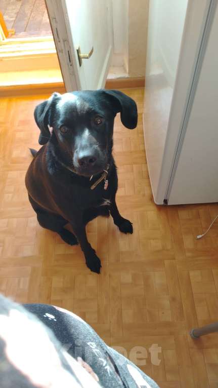 Собаки в Димитровграде: Красивая девочка, ищет хозяина  Девочка, Бесплатно - фото 2